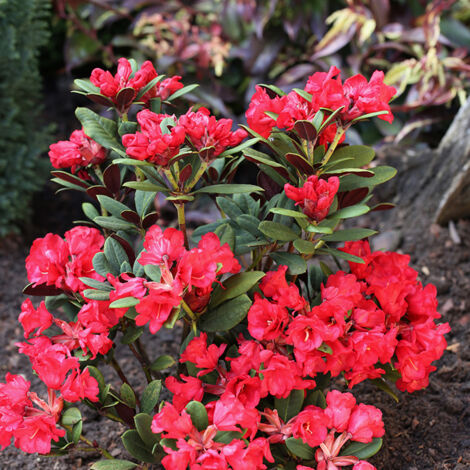 Rhododendron neriiflorum Burletta Pot de 6L/7L
