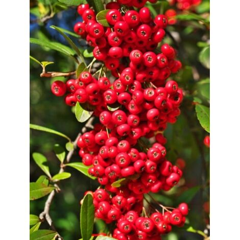 Buisson ardent 'Saphyr Rouge® 'cadrou' ' Pot de 7,5L/10L (1/2)