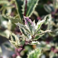 Houx - Ilex aquifolium Ingramii Pot de 2L/3L