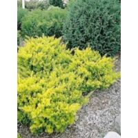 If commun 'Summergold' Pot de 2L/3L 30/40cm