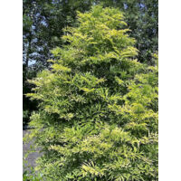 Sureau noir 'Golden Tower' Pot de 7,5L/10L