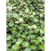 Muehlenbeckia 'Sealand Compact' Godet de 8/9 cm