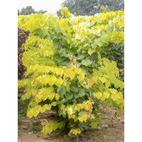 Gainier du Canada 'Hearts of Gold' Pot de 4L/5L
