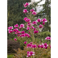 Magnolia 'Felix Jury' Pot de 4L/5L