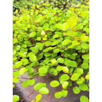 Muehlenbeckia 'Golden Girl' Godet de 8/9 cm