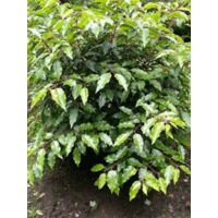 Laurier du Portugal Pot de 7,5L/10L