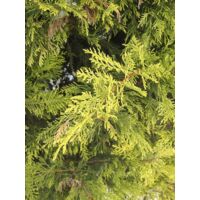 Cyprès de Leyland 'Excalibur Gold' Pot de 4L/5L