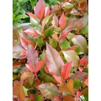 Photinia fraseri 'Little Red Robin'