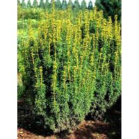 If commun 'David' Pot de 2L/3L