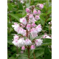 Deutzia scabra 'Plena' Pot de 2L/3L