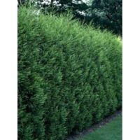 Cyprès de Leyland '2001' Godet de 8/9 cm