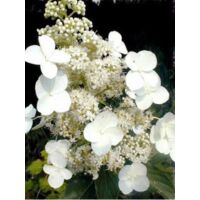 Hortensia paniculé 'Kyushu' Pot de 3L/4L