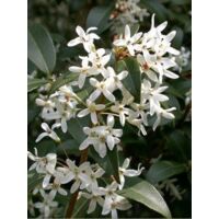 Osmanthe de Burkwood Pot de 2L/3L