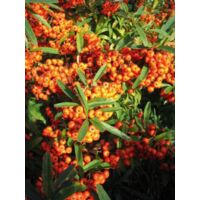 Buisson ardent 'Orange Glow' Pot de 2L/3L