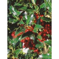 Houx 'Alaska' Pot de 2L/3L