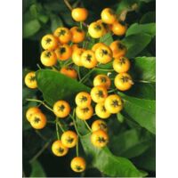 Buisson ardent 'Soleil D'or' Pot de 2L/3L