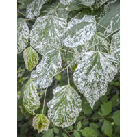 Gainier du Canada 'Alley Cat' Pot de 6L/7L