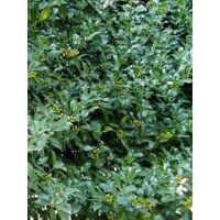 Houx commun Godet de 8/9 cm