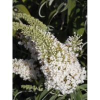 Arbre aux papillons 'White Chip' Pot de 2L/3L