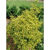 Fusain du Japon 'Aureomarginatus' – Arbuste persistant 200cm – Feuillage lumineux vert foncé marginé de jaune – Pot de 2L/3L