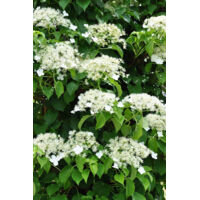 Hortensia grimpant Pot de 2L/3L