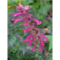 Sauge 'Wendy's Wish' Godet de 8/9 cm
