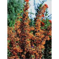 Buisson ardent 'Golden Charmer' Pot de 2L/3L