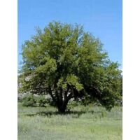 Mûrier blanc 'Fruitless' – Arbre fruitier 1000cm – Pot de 18L/20L – Feuillage caduc, exposition soleil/mi-ombre
