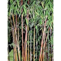 Fargesia 'Jiu' Pot de 7,5L/10L