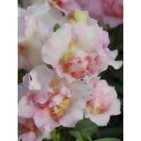 Muflier, Gueule de loup nain 'Twinny Appleblossom' le sachet de 30 graines