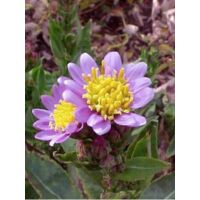 Aster de Tartarie 'Jindai' Godet de 8/9 cm
