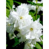 Seringat 'Dame Blanche' Godet de 8/9 cm