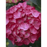 Hortensia 'Julisa' Pot de 4L/5L