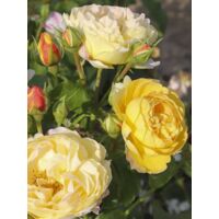 Rosier moderne 'Château de Cheverny' Pot de 3L/4L
