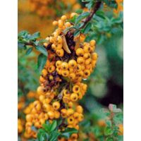 Buisson ardent 'Teton' Pot de 2L/3L