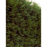Cyprès de Leyland Pot de 2L/3L