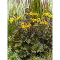 Ligulaire 'Golden Ray' Pot de 2L/3L