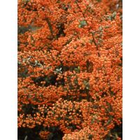 Buisson ardent 'Saphyr Orange ' Godet de 8/9 cm