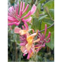 Chèvrefeuille grimpant 'American Beauty' Pot de 1,5L/2L
