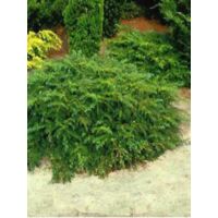 If commun 'Repandens' Pot de 2L/3L