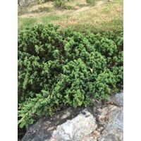 Genévrier horizontal 'Wiltonii' Pot de 7,5L/10L