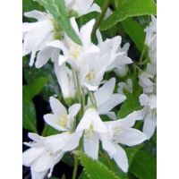 Deutzia crenata 'Nikko' Pot de 7,5L/10L