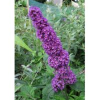 Arbre aux papillons 'Argus Velvet'® Pot de 3L/4L