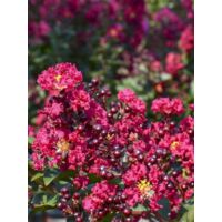Lilas des Indes 'Double Feature' Pot de 2L/3L