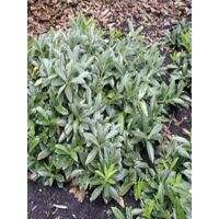Laurier-Cerise, Laurier palme 'Mount Vernon' Pot de 2L/3L