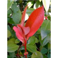 Photinia x fraseri 'Red Robin' Pot de 7,5L/10L