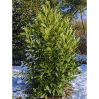 Laurier-Cerise, Laurier palme, Laurière 'Greentorch' Pot de 3L/4L