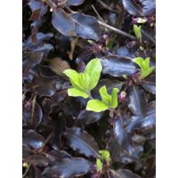Pittosporum à petites feuilles 'Tom thumb' Pot de 6L/7L