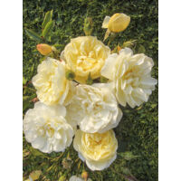 Rosier arbuste moschata 'La Feuillerie' Pot de 4L/5L