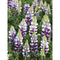 Lupin 'Avalune Lilac' le sachet de 40 graines (1g)